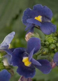 Nemesia fruticans Nesia Dark Blue